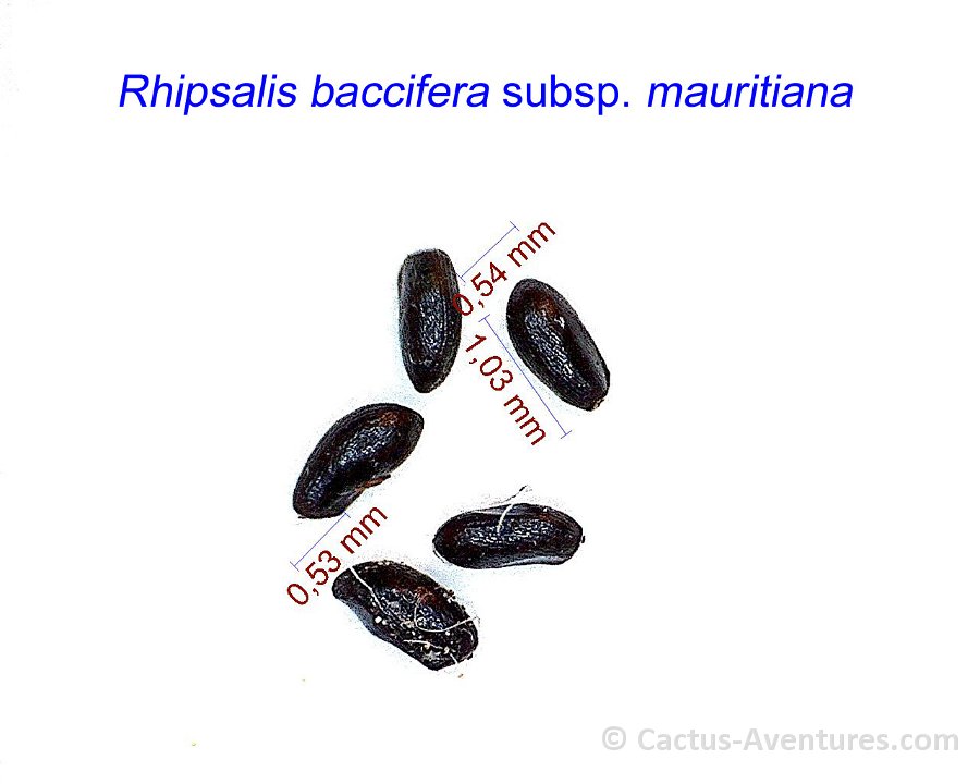 Rhipsalis baccifera ssp. mauritiana